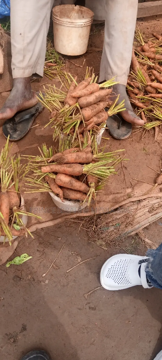 Fresh Carrot