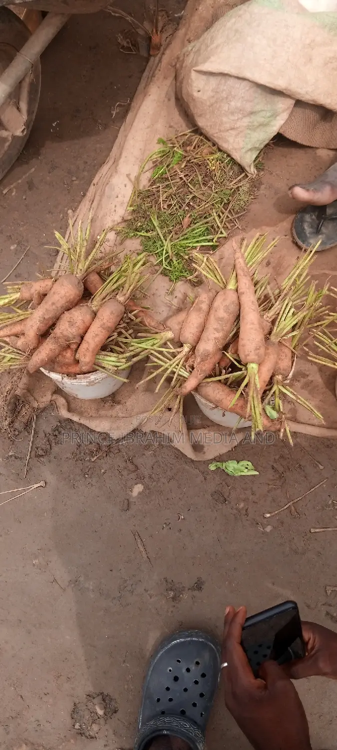 Fresh Carrot
