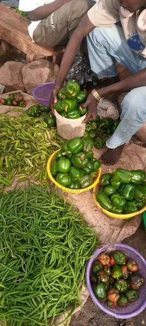 Photo - Fresh Green Pepper