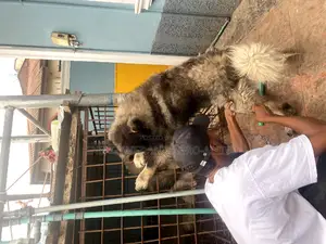 Veterinary Doctor in Alimosho