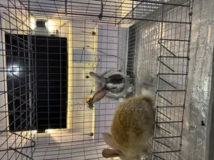 Single Room Rabbit and Pets Cage