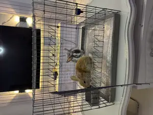Single Room Rabbit and Pets Cage