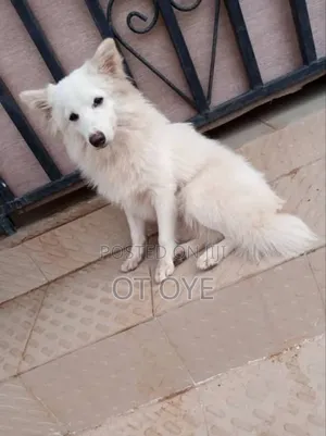 1+ year Female Purebred American Eskimo
