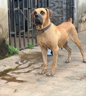 Photo - 1+ year Female Purebred Boerboel