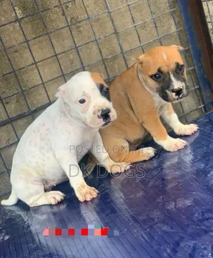 Photo - 1-3 months Female Purebred American Pit Bull Terrier