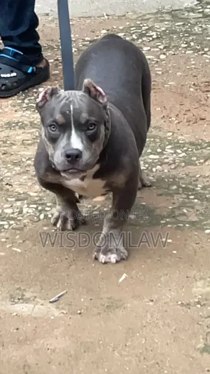 3-6 months Male Purebred American Bully