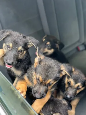 1-3 months Female Purebred German Shepherd