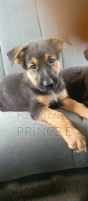 1-3 months Female Purebred German Shepherd