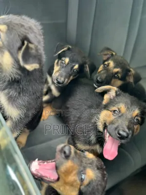 1-3 months Female Purebred German Shepherd