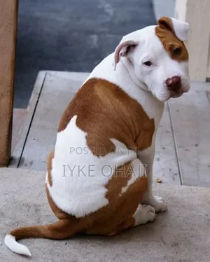 Photo - 1-3 months Female Purebred American Pit Bull Terrier