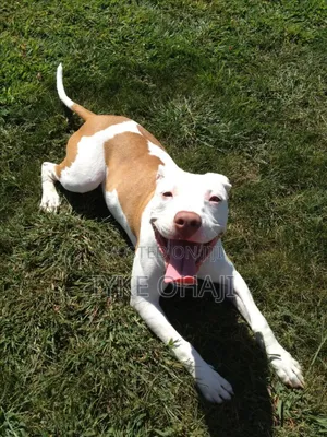 1-3 months Female Purebred American Pit Bull Terrier