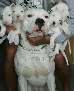 Photo - 1-3 months Female Purebred American Pit Bull Terrier