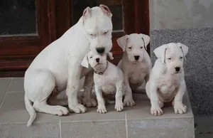 1-3 months Female Purebred American Pit Bull Terrier