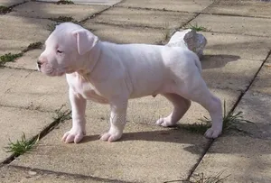 1-3 months Male Purebred Bull Terrier
