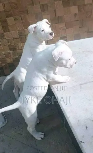 1-3 months Male Purebred Bull Terrier