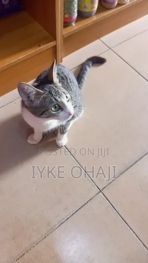1-3 months Female Purebred British Shorthair