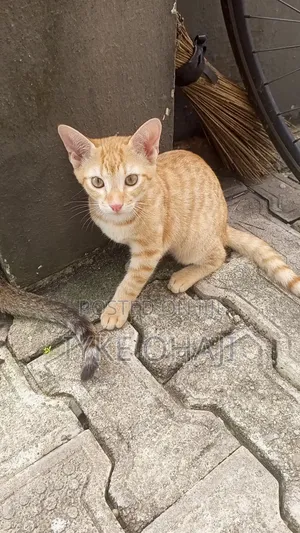 1-3 months Female Purebred British Shorthair