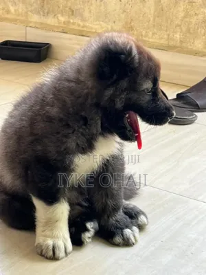 1-3 months Male Purebred Caucasian Shepherd