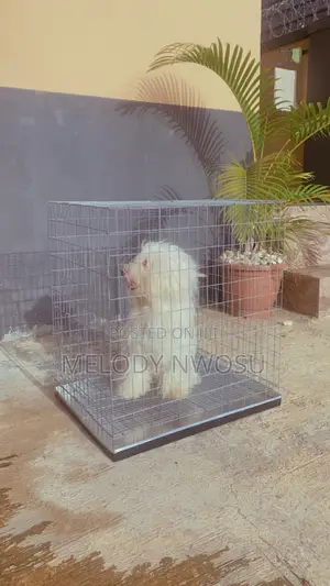Dog Cages Available for Sale