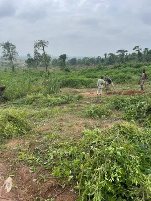 Photo - Fetile Land in Ajebo Ogun State
