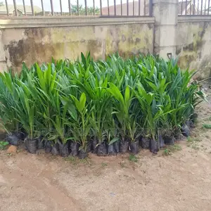 Philip Agro