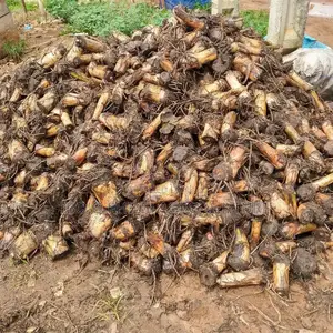 Philip Agro