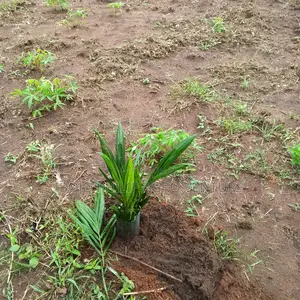 Philip Agro