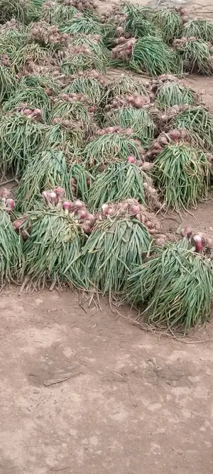 Fresh Spring Onion