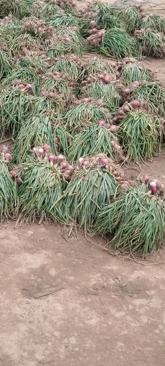 Fresh Spring Onion