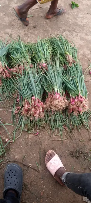 Fresh Spring Onion