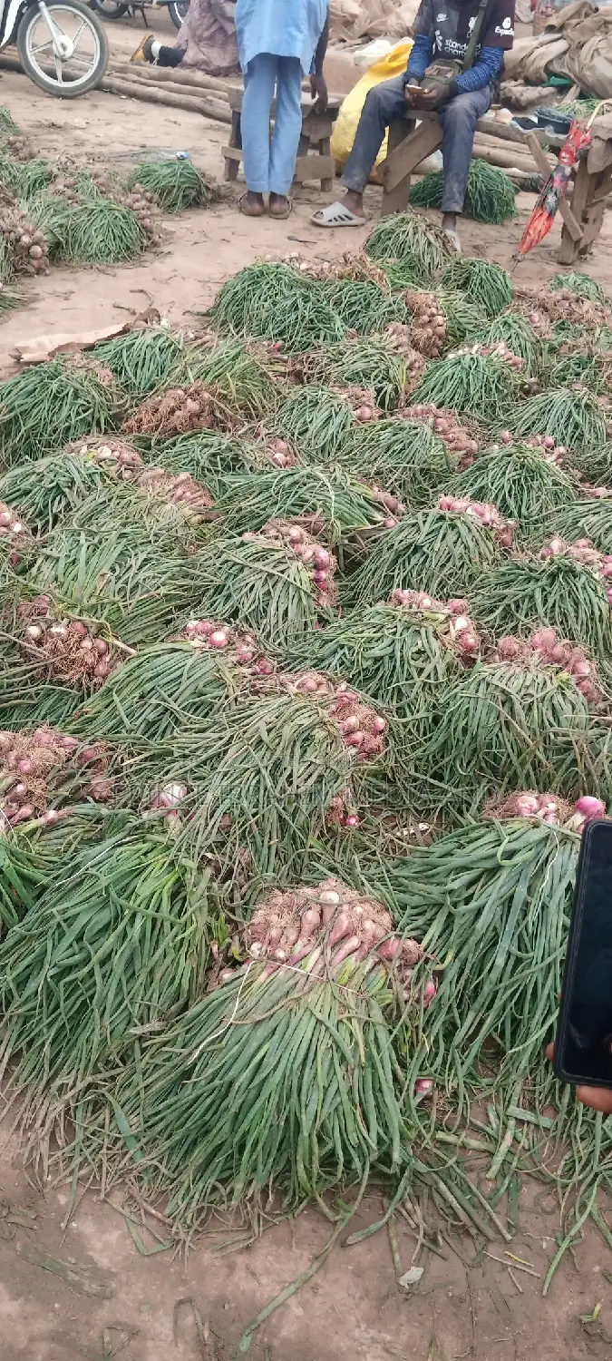 Fresh Spring Onion