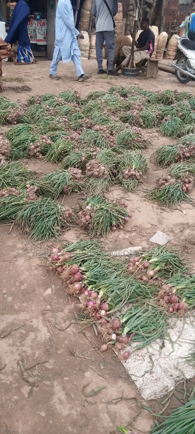 Fresh Spring Onion