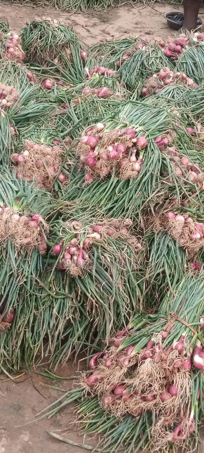 Fresh Spring Onion