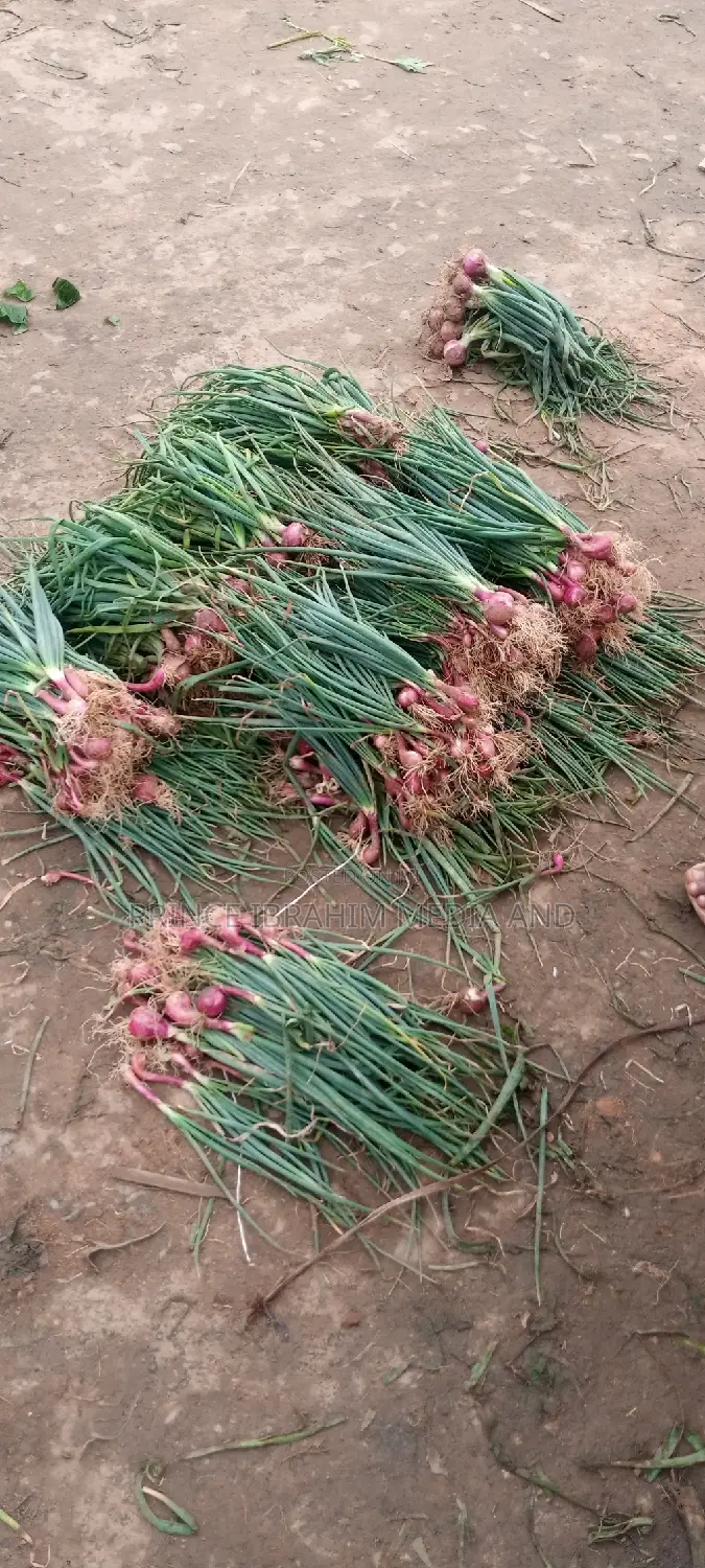 Fresh Spring Onion