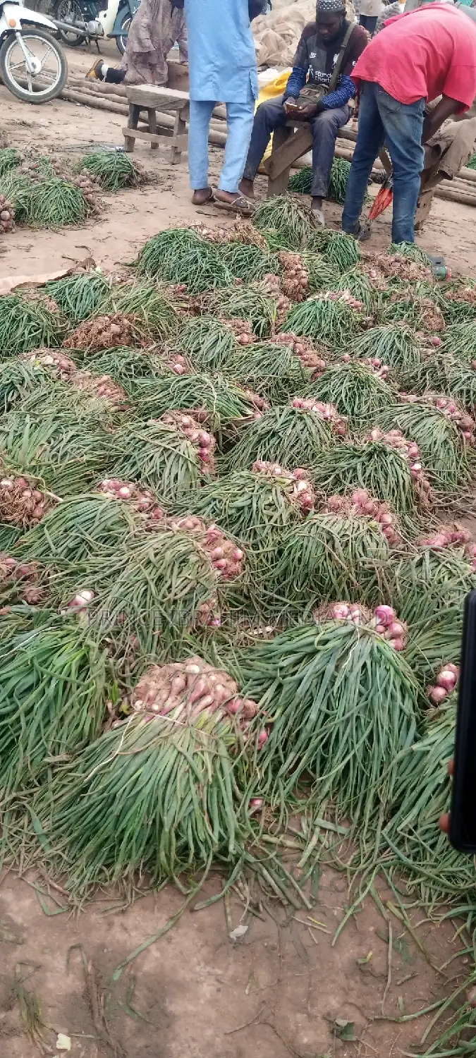 Fresh Spring Onion
