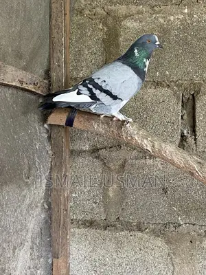 Photo - Male and Female Bullet Each