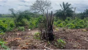 Photo - Land for Sale With Genuine Title Close to Moderndevelopment