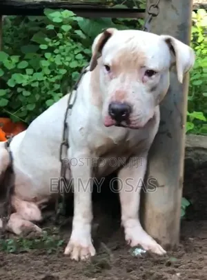 Photo - 1+ year Male Purebred American Pit Bull Terrier