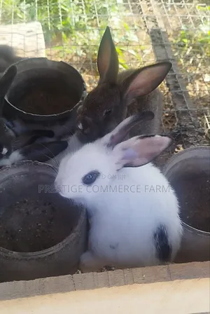 Pet Bunnies
