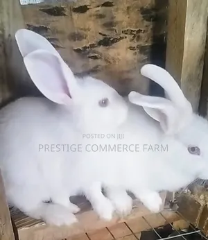 Pet Bunnies