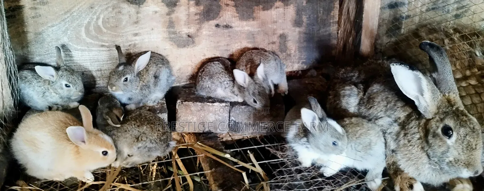 Pet Bunnies