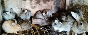 Pet Bunnies