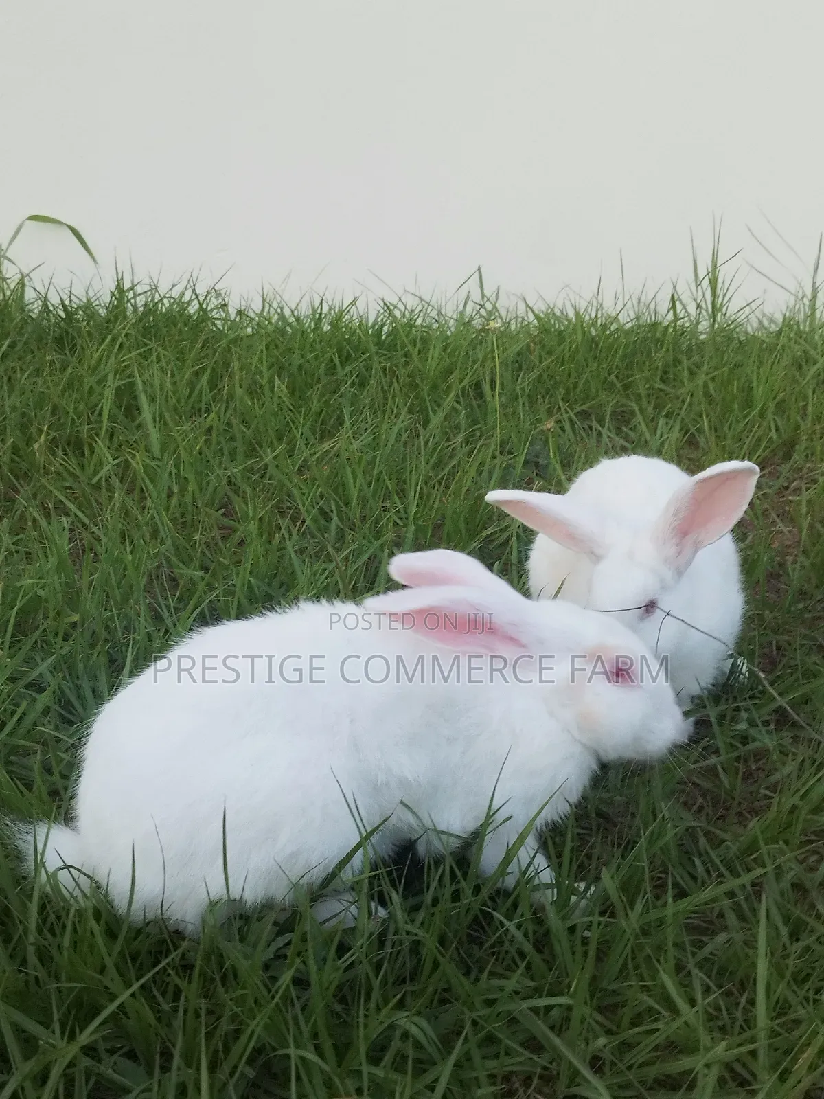 Pet Bunnies