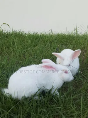 Pet Bunnies