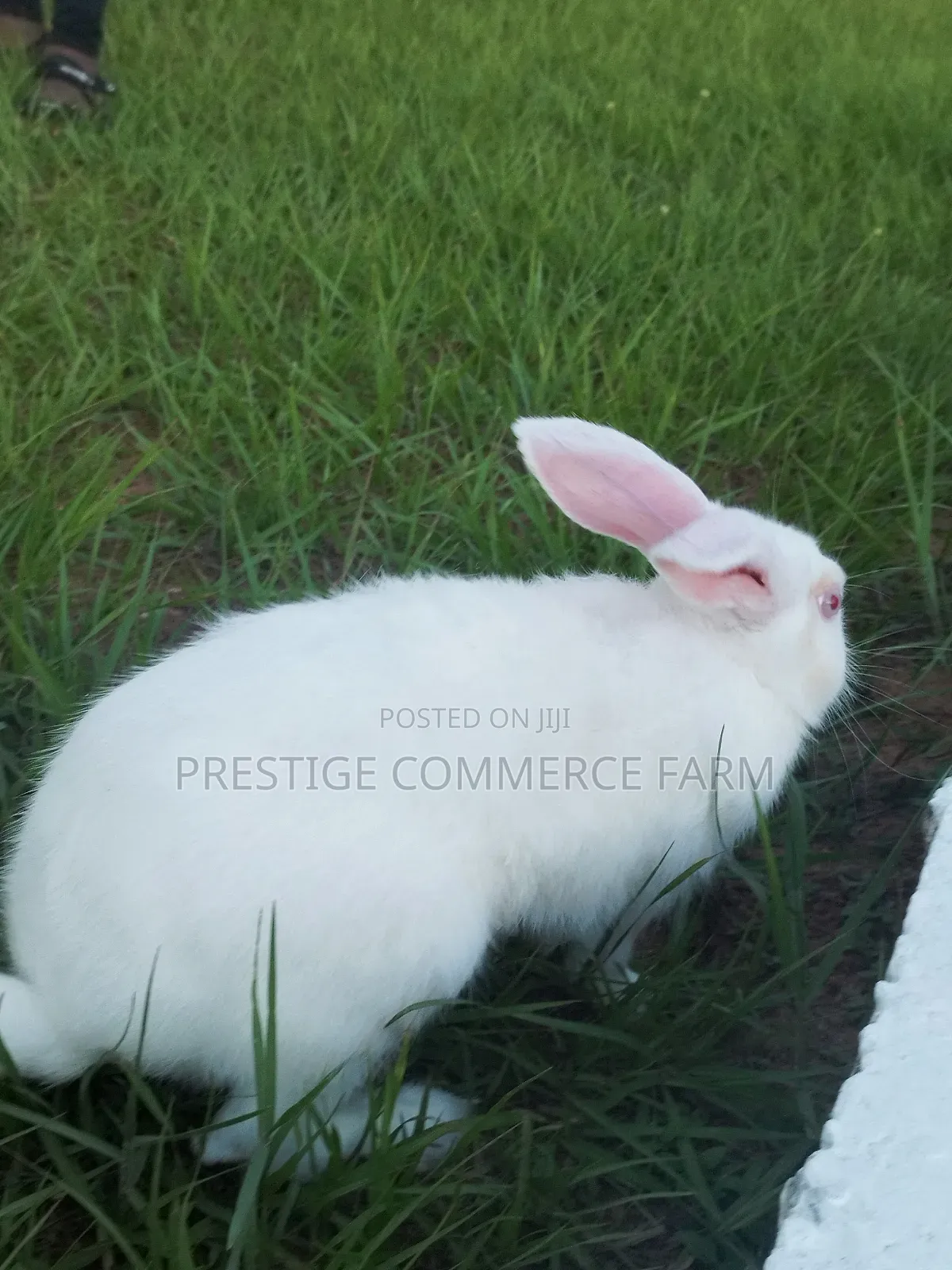 Pet Bunnies