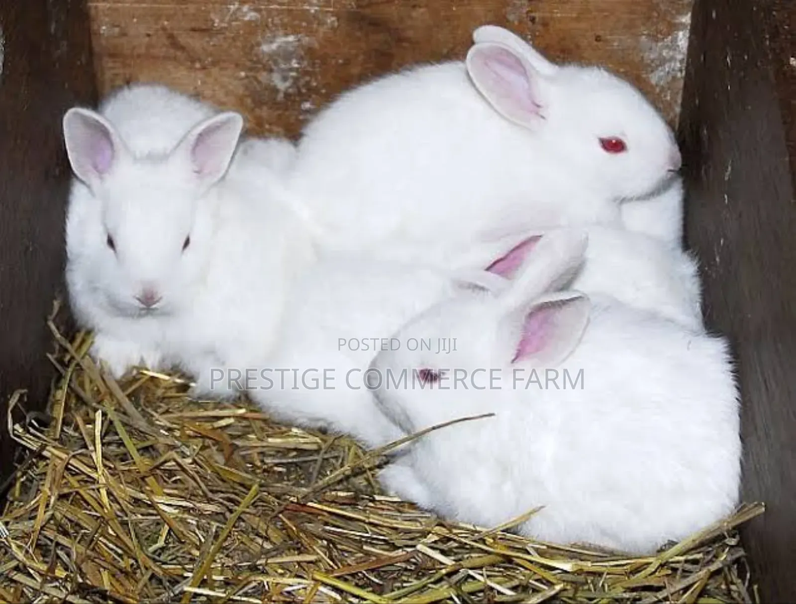 Pet Bunnies