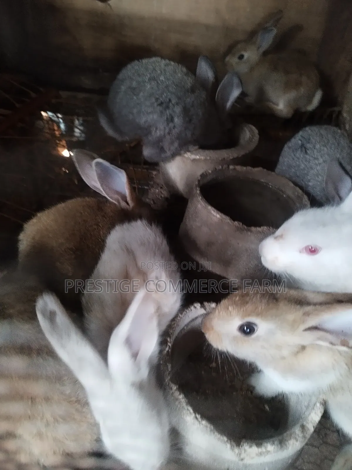 Pet Bunnies