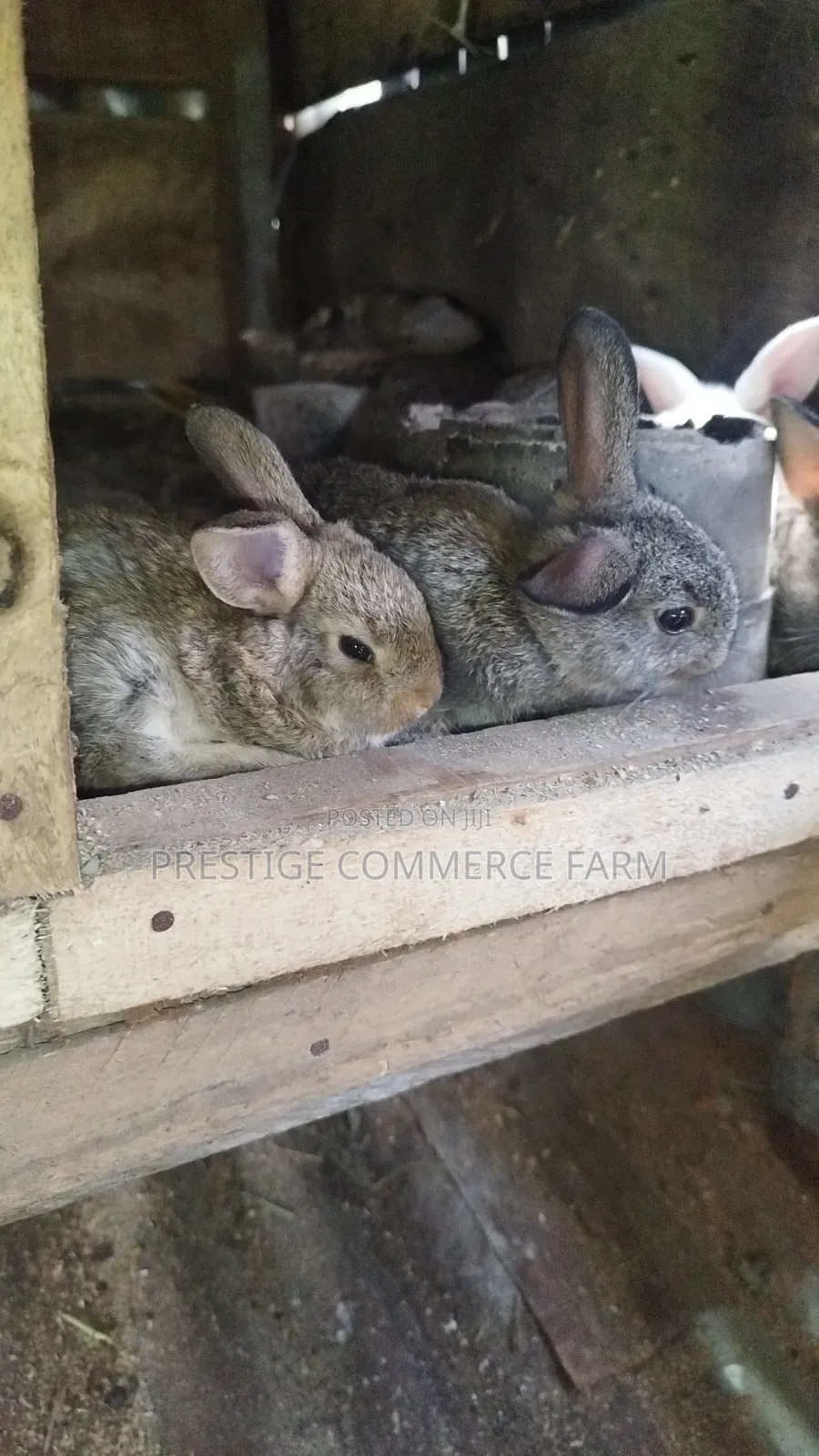 Pet Bunnies