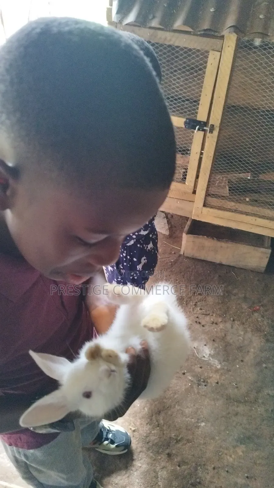 Pet Bunnies