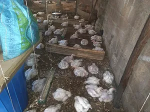 Four 4 Weeks Old and Matured Broiler Chicken in Ibadan - Farm Animals